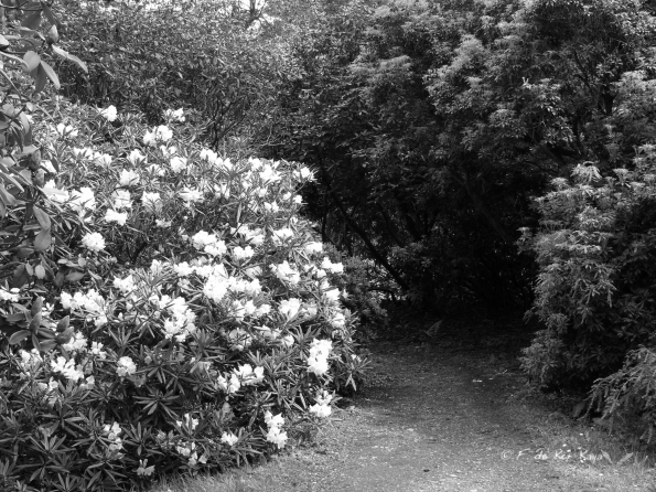 Bois des Moutiers (26) Mai 2012